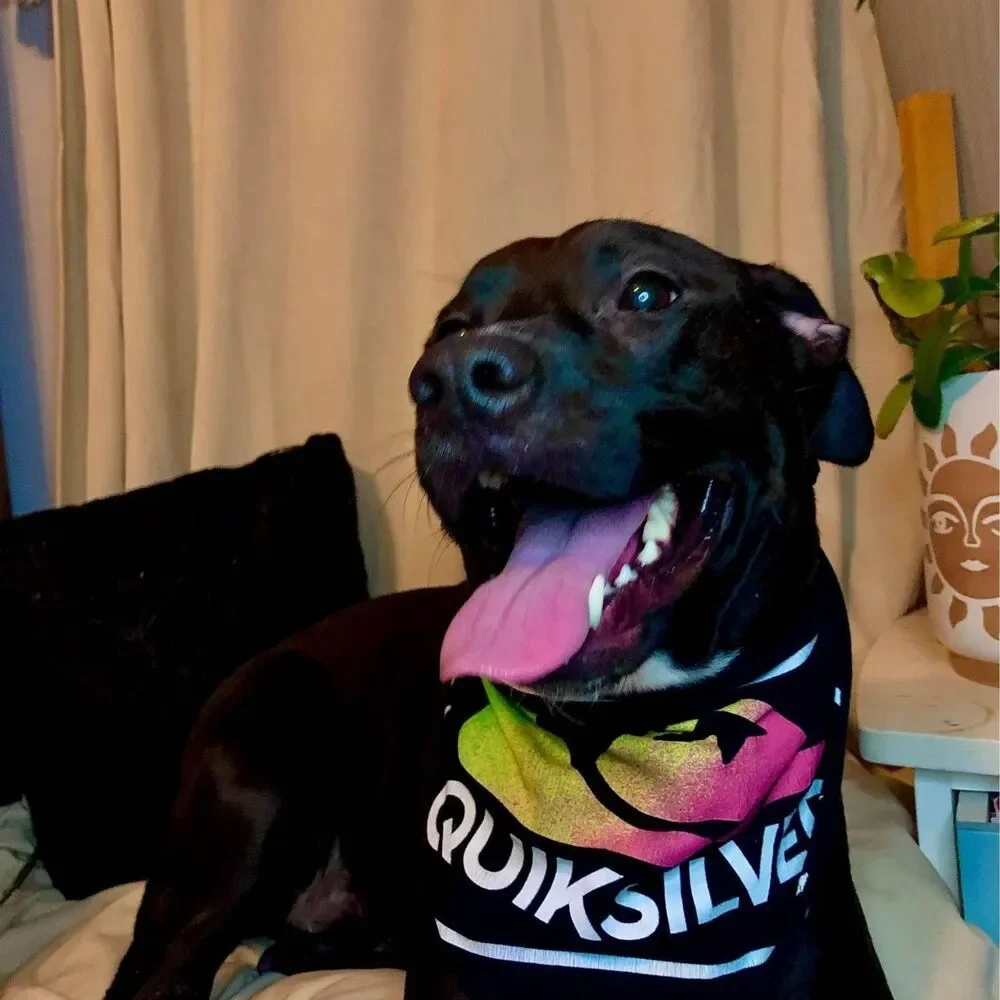 Upcycled T-Shirt Dog Bandana | Eco Friendly Graphic Pet Scarf | Choose Style